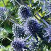 Eryngium Planum Blue Hobbit